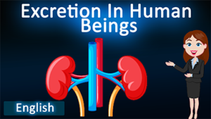 Excretion in Human beings