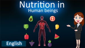 Nutrition in human beings