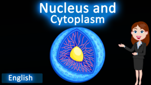 Nucleus and cytoplasm